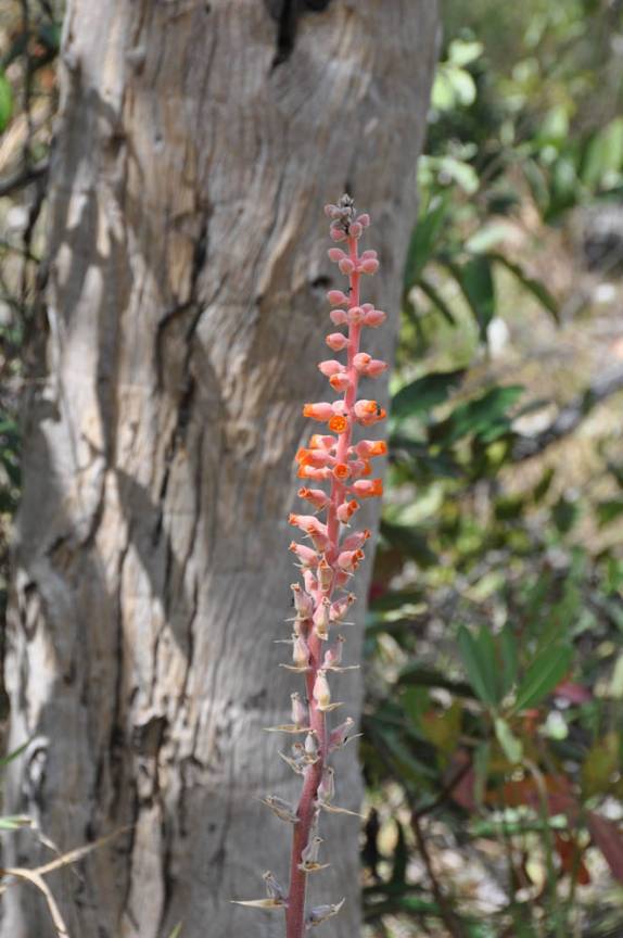 Época de flores no cerrado da Chapada dos Veadeiros, região de Cavalcante - GO